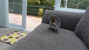 11033154_917968668254602_1016721744_o