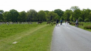 13162136_1131997076851759_1928188604_n